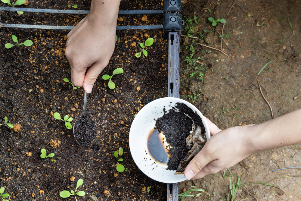 repurposing coffee grounds sprinkle over garden plant