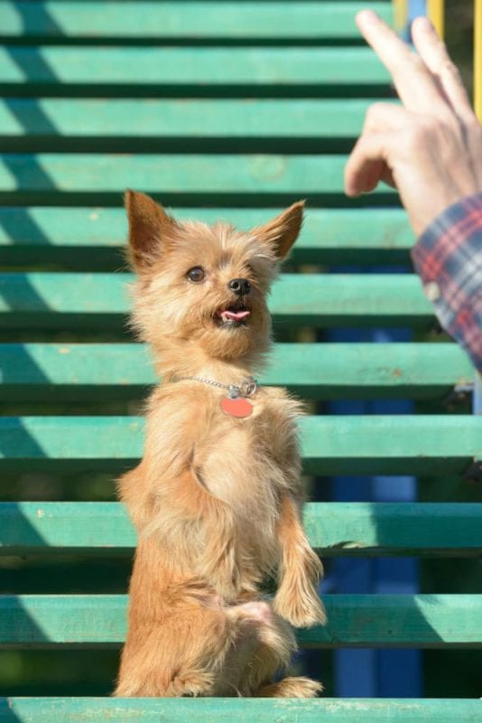 Parenting and B.F. Skinner: It All Boils Down to Operant Conditioning