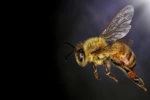 bee