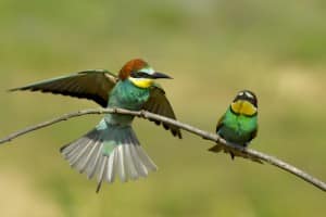 bee eater, bird