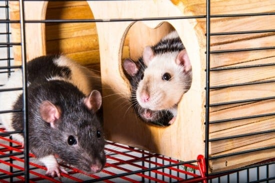 Rats Enriched Environment