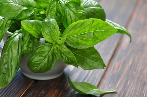 Basil