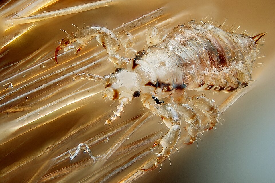 Pediculus humanus capitis (head louse), photo credit: Gilles San Martin