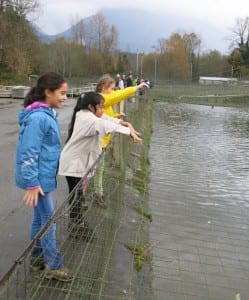 Feeding juvenile salmon (courtesy)