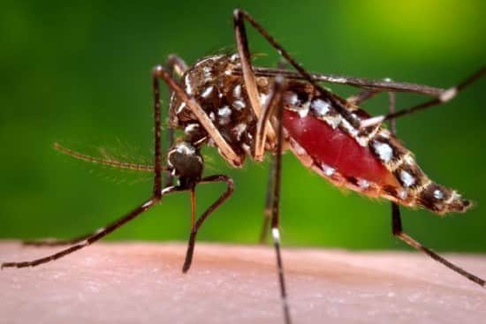 A female Aedes aegypti in the process of acquiring a blood meal from her human host (photo: James Gathany)