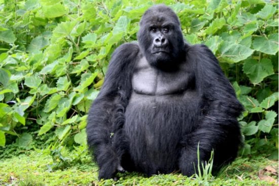 Mountain gorilla