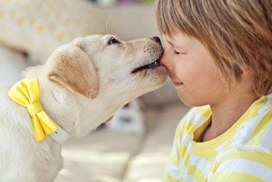 Dog playfully nips little boys nose
