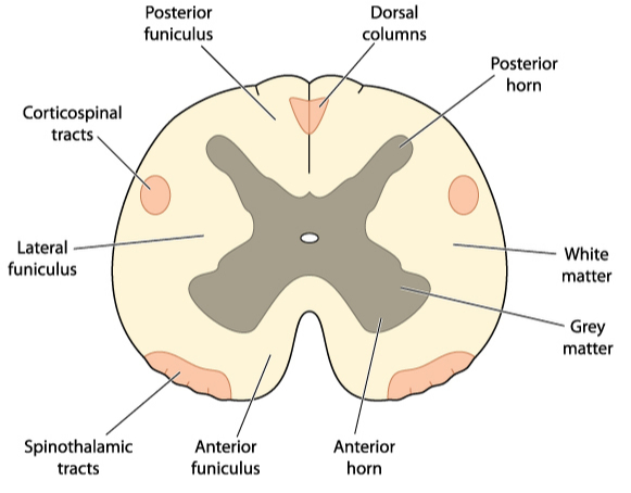 White matter is part of the structure of the brain