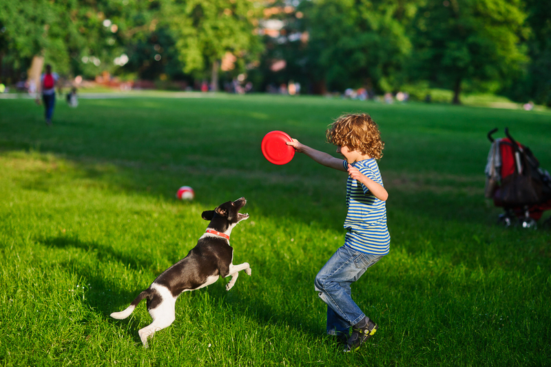 boy plays Frisbee in the park with dog